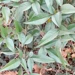 Nandina domestica Leaf