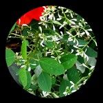 Chamaesyce hypericifolia Лист