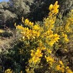 Ulex europaeus 形態