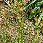 Juncus tenuis موطن