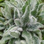 Hieracium villosum Folha
