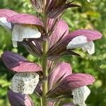 Acanthus spinosusBlüte