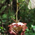 Monodora myristica Flower