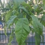 Handroanthus heptaphyllus Folha