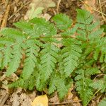 Dryopteris expansa Leaf