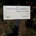 Ophiopogon japonicus Altul/Alta