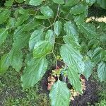 Hovenia dulcis Frunză