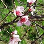 Prunus persica Blomma