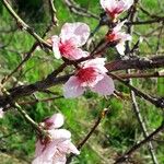 Prunus persica Květ