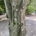 Quercus myrsinifolia Bark