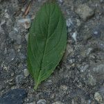 Epilobium roseum Fuelha