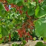 Cercis griffithii Leaf