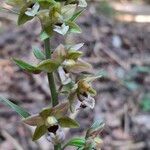 Epipactis helleborine花