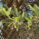 Picea breweriana Leaf