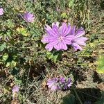 Malva sylvestrisBlomst