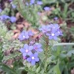 Anchusa officinalis Virág