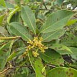 Syzygium guineense Blüte