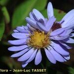 Symphyotrichum × versicolor Flower