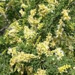 Acacia rigidula Blomst