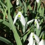 Galanthus × allenii Flor