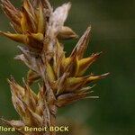 Carex colchica Fruit