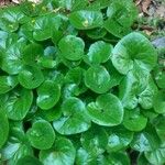 Asarum europaeum Blad