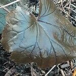 Heuchera micrantha Folha