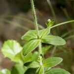 Galium scabrum Other