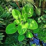 Colocasia gigantea Leaf