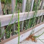 Equisetum laevigatum পাতা