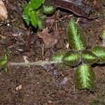 Episcia lilacina Kôra