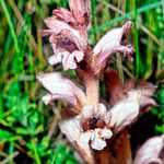 Orobanche caryophyllacea Blüte