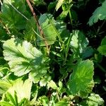 Geum montanum Foglia