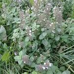 Clinopodium nepeta Habitus