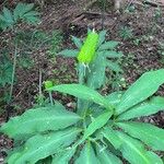 Arisaema dracontium Плід