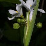 Sisyrinchium albidum Blüte