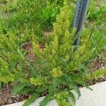 Rumex crispus叶