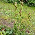 Cephalanthera damasonium Fruto