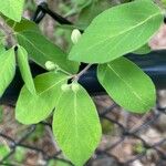 Lonicera maackii Leaf