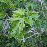 Acer macrophyllum Folha