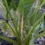 Colocasia esculentaFrunză