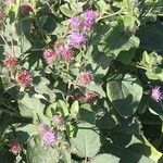 Arctium minus Flower