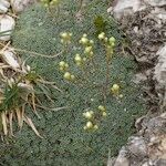 Saxifraga squarrosa Habit