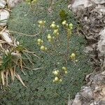 Saxifraga squarrosa Habitus