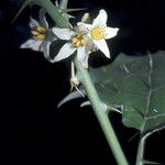 Solanum stramoniifolium Çiçek
