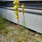 Asphodeline lutea عادت داشتن