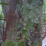 Licaria chrysophylla 樹皮