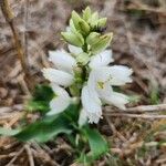 Chlorophytum tuberosum Lorea
