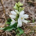 Chlorophytum tuberosum 花