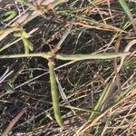 Vigna frutescens Frucht